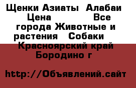 Щенки Азиаты (Алабаи) › Цена ­ 20 000 - Все города Животные и растения » Собаки   . Красноярский край,Бородино г.